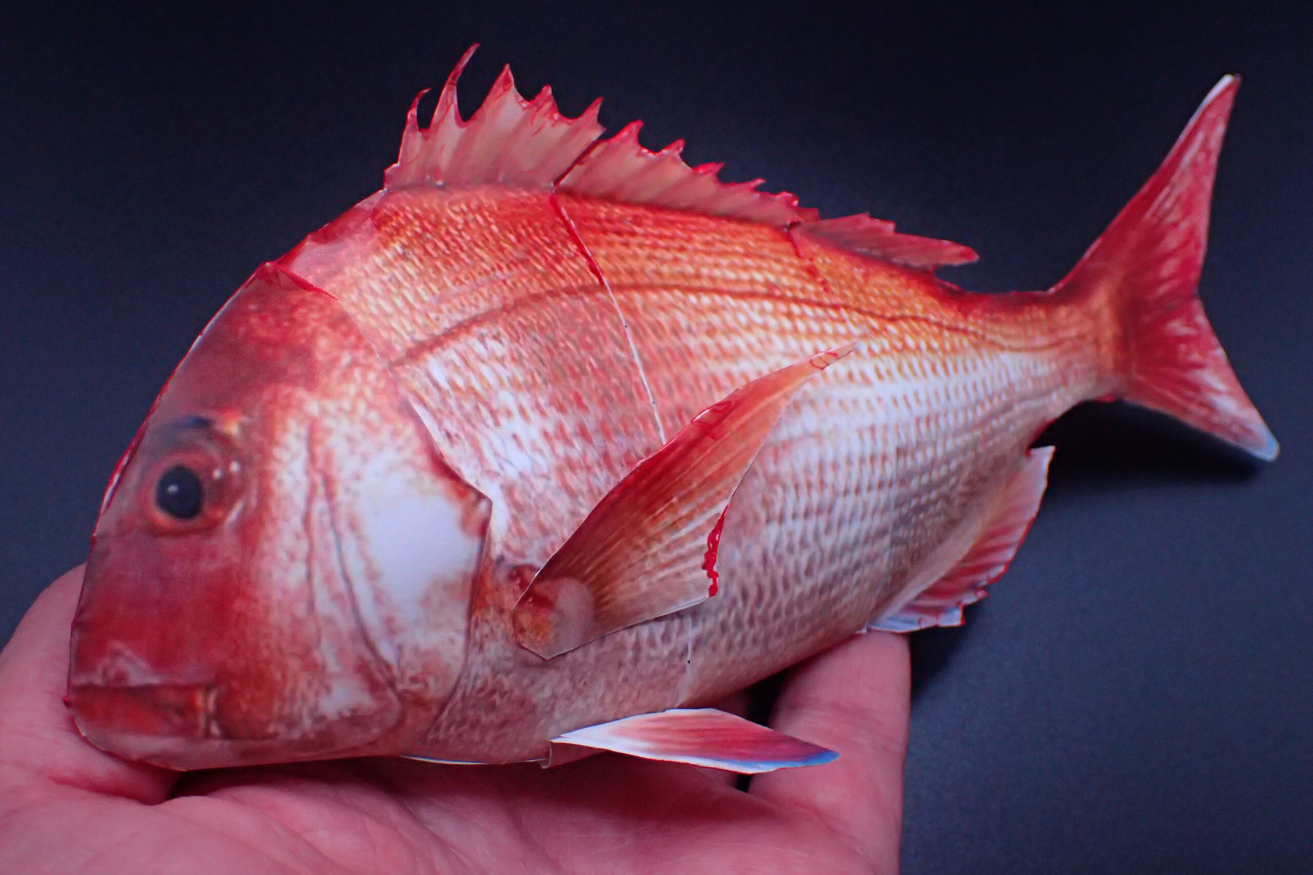 外出自粛でも魚たちと触れあいたい 水研機構のお魚ペーパークラフトが凄い 明日はどこに鱒釣り行こう 外出自粛でも魚たちと触れあいたい 水研機構のお魚ペーパークラフトが凄い 明日はどこに鱒釣り行こう