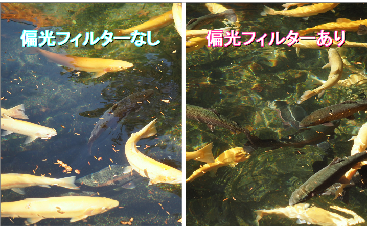 魚が丸見え Goproで釣り動画を撮るならpl 偏光 フィルターは必須です 水と緑があればいい
